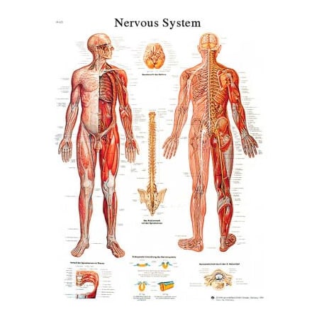 3BÂ Anatomical Chart - Nervous System Chart, Laminated